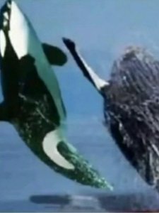 �ң���ͷ����̩����Ϲ�